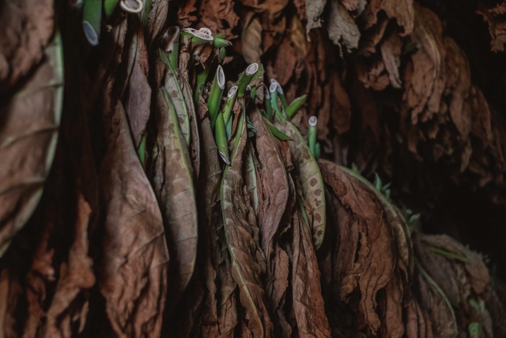 Tobacco Leaves Drying