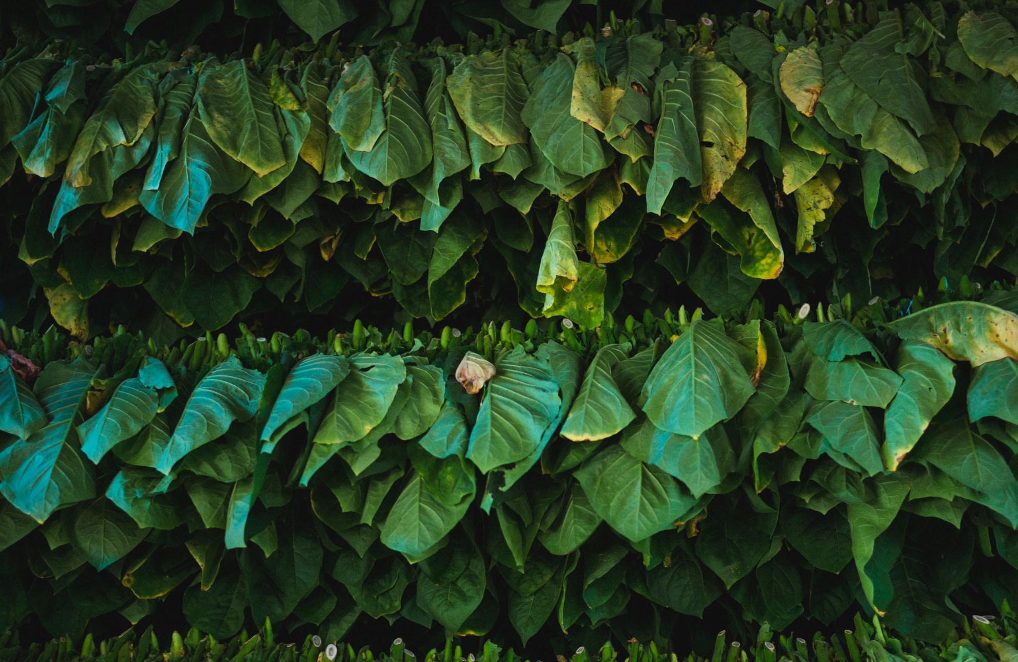 cigar tobacco leaves